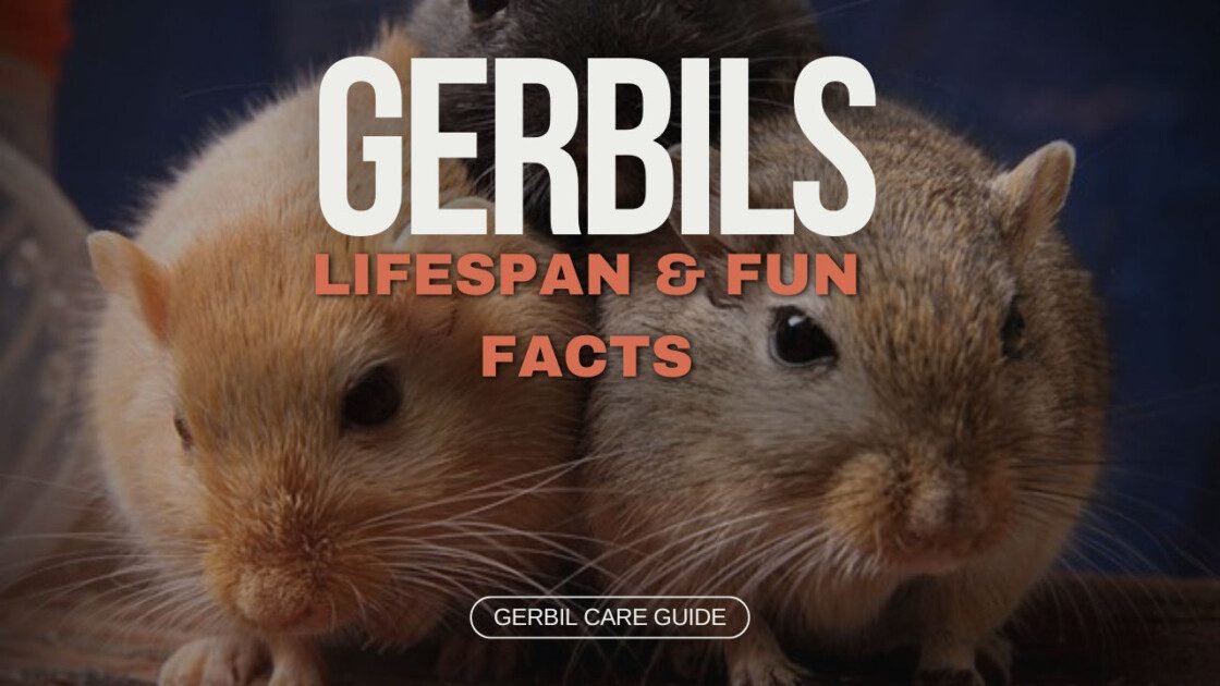 Gerbil Gerbils Everywhere! A Guide to Lifespan|Care|Finding Your Perfect Fuzzy Friend