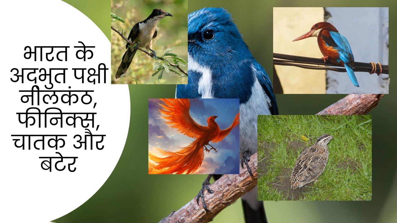 नीलकंठ पक्षी के दर्शन,फीनिक्स पक्षी का चित्र, चातक पक्षी चित्र, बटेर पक्षी, नीलकंठ पक्षी, भारत का राष्ट्रीय पक्षी