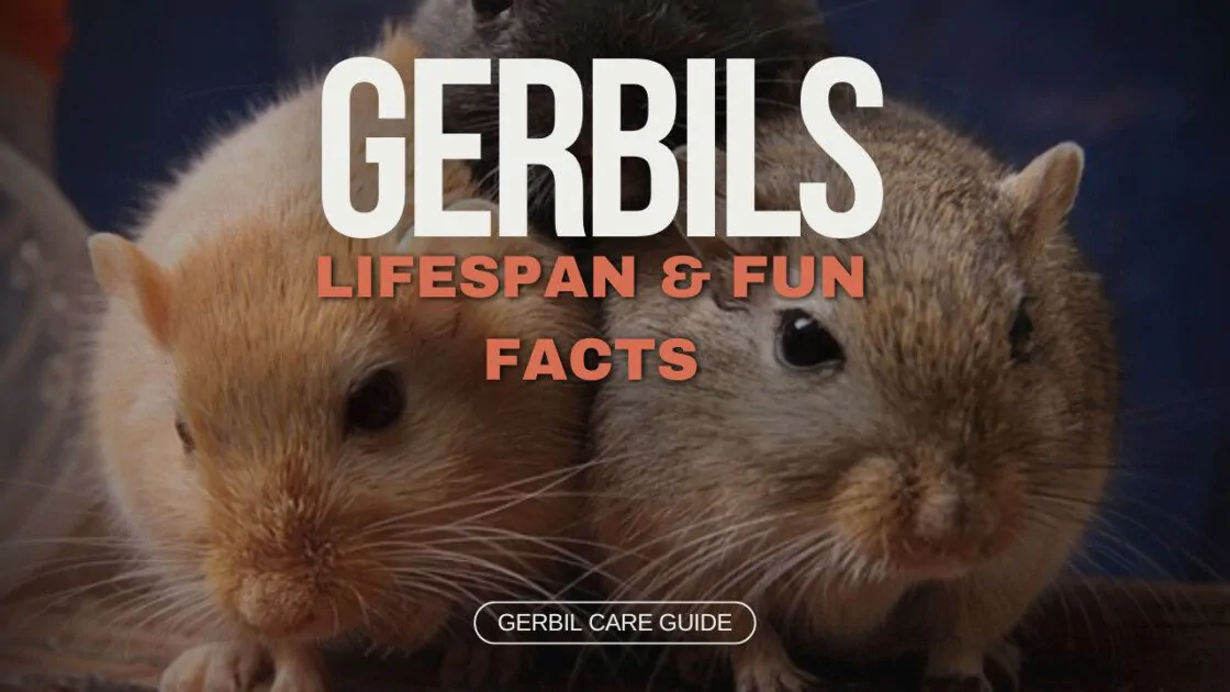 Gerbil Gerbils Everywhere! A Guide to Lifespan|Care|Finding Your Perfect Fuzzy Friend